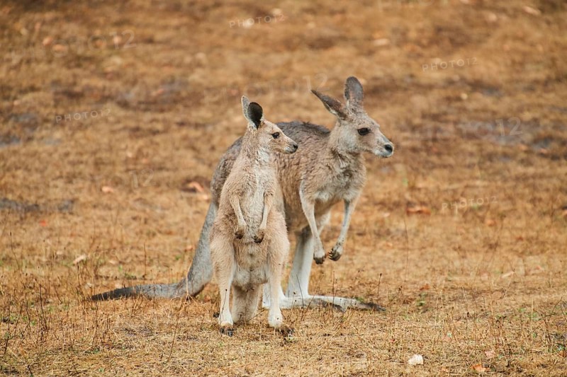 Eastern grey kangaroos (Macropus giganteus) standing on a tried up meadow, raining, Bavaria, Germany, Europe