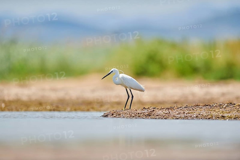 Little egret (Egretta garzetta) standing at the shore, hunting, sea, ebro delta, Catalonia, Spain, Europe