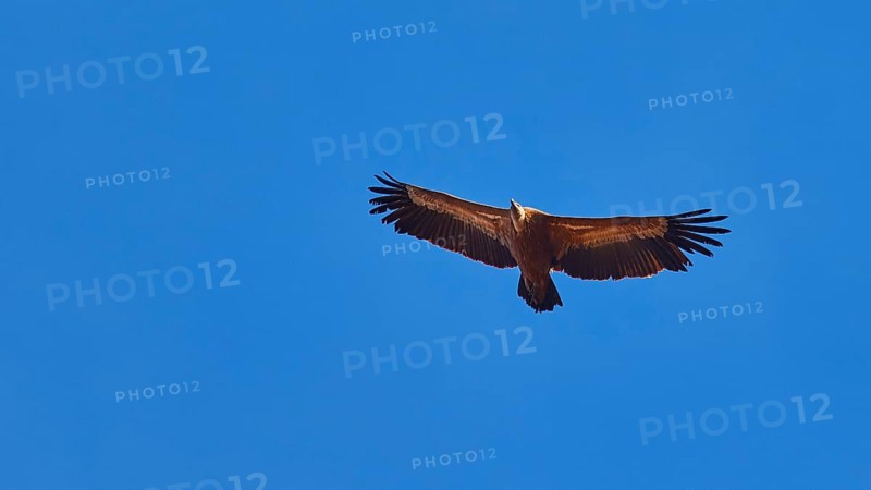 Single Griffon Vulture in flight, close, cloudless blue sky, Rodopou Peninsula, West Crete, Crete Island, Greece, Europe