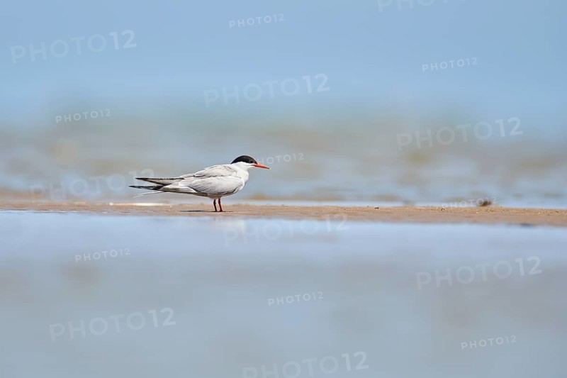 Elegant tern (Thalasseus elegans) sitting on a sandbank, ebro delta, Catalonia, Spain, Europe