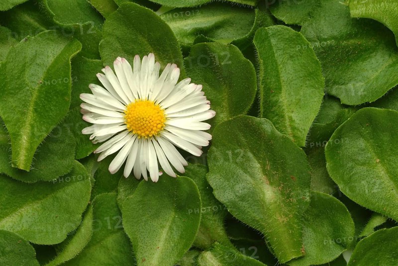 Common daisy (Bellis perennis), medicinal plant, naturopathy classifies the daisy among other things as stimulating the metabolism, expectorant and anti-inflammatory, used e.g. for respiratory and skin diseases as well as injuries. The daisy was named medicinal plant of the year 2017
