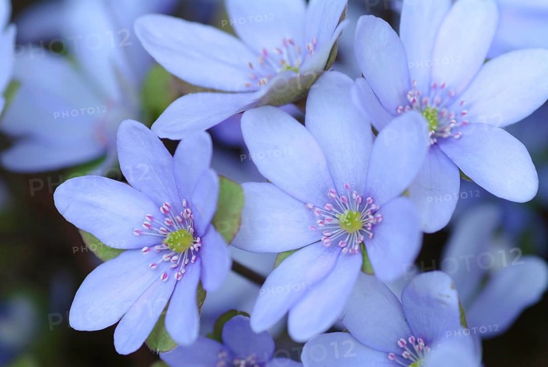 Liverwort (Hepatica triloba) (Hepatica nobilis) (Anemone hepatica), synonyma, common liverwort, three-lobed liverwort, ancient medicinal plant, the plant is effective in bronchitis and inflammation of the airways, it is also said to be useful in diseases of the liver, spleen and kidneys
