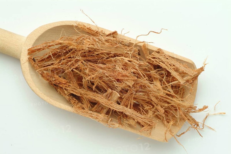 Incha, queen sago, is a species of palm fern, sago palm fern, Cycas cireinnalis, medicinal plant, bark of a shrub, tree, India, use for Ayuveda, Asia