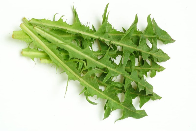 Common dandelion (Taraxacum) Ruderalia, Taraxacum officinale, medicinal plant, the most important active substances of the dandelion are the bitter substances