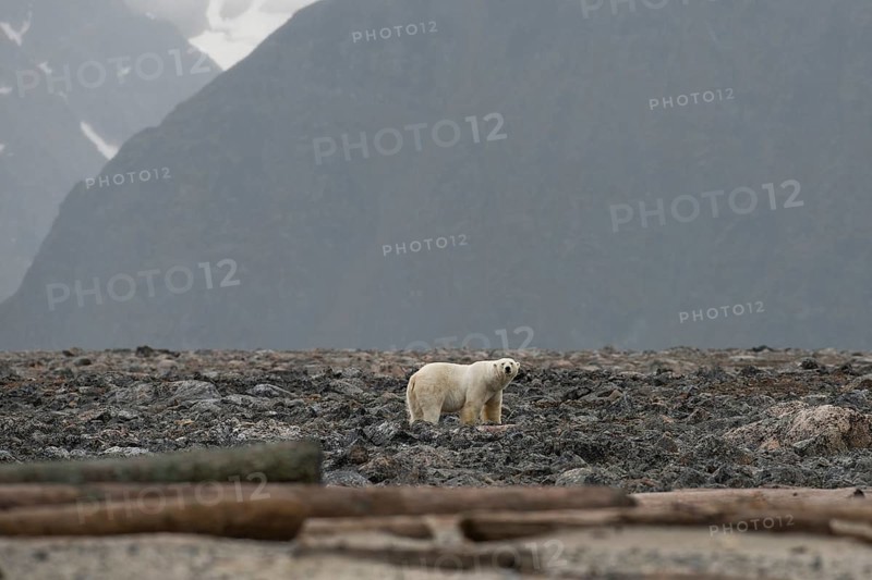 Polar bear (Ursus maritimus), male, Blomstrandhalvoya, Spitsbergen archipelago, Svalbard and Jan Mayen, Norway, Europe