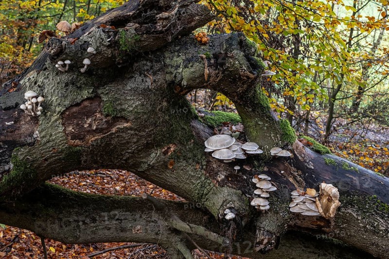Porcelain fungi (Oudemansiella mucida) on dying hornbeam (Fagus sylvatica), Hutewald Halloh, Hesse, Germany, Europe
