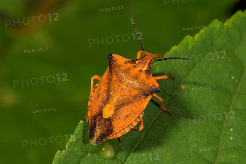 Northern fruit bug (Carpocoris fuscispinus) on a leaf, Baden-Württemberg, Germany, Europe