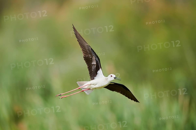 Black-winged stilt (Himantopus himantopus) flying over the reed, Camargue, France, Europe