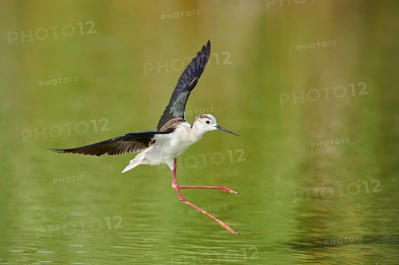 Black-winged stilt (Himantopus himantopus) landing in the water, Camargue, France, Europe