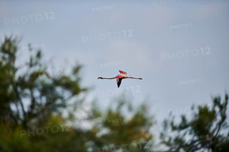 Greater Flamingo (Phoenicopterus roseus), flying in the sky, Parc Naturel Regional de Camargue, France, Europe