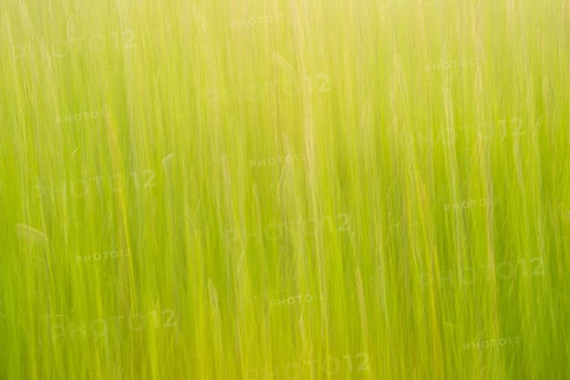 Meadow or pasture with high grass in spring abstract, atmospheric evening light in May, may green, wipe effect, Lower Saxony, Germany, Europe