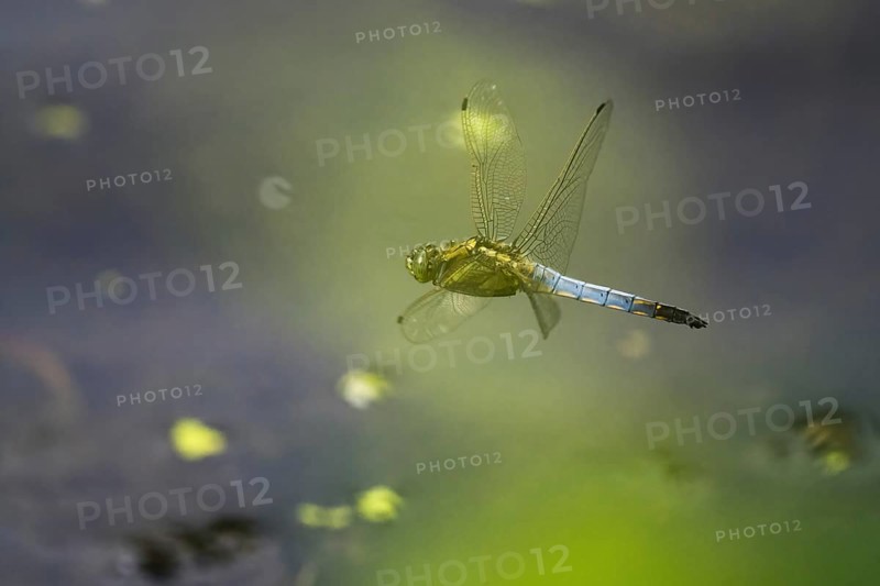 Black-tailed skimmer (Orthetrum cancellatum), male, flying, Hesse, Germany, Europe