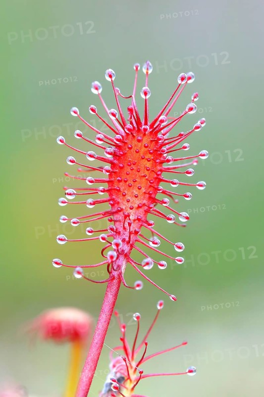 Oblong-leaved sundew (Drosera intermedia), close-up, Aschendorfer Obermoor nature reserve, Wildes Moor, Emsland, Lower Saxony, Germany, Europe