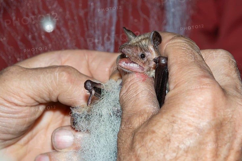 Greater mouse-eared bat (Myotis myotis) is released from the trapping net and ringed and after ringing the animal is released again, Brandenburg, Germany, Europe