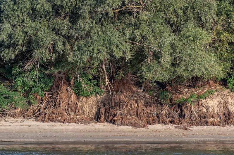 White willows (Salix alba) with exposed roots on the banks of the Danube, Romania, Europe