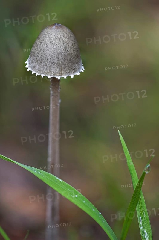 Petticoat mottlegill (Panaeolus papilionaceus) (Panaeolus sphinctrinus)