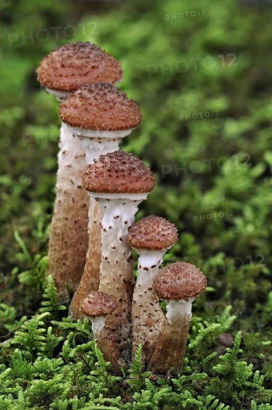 Dark honey fungus (Armillaria solidipes) (Armillaria ostoyae) growing amongst moss on forest floor in autumn