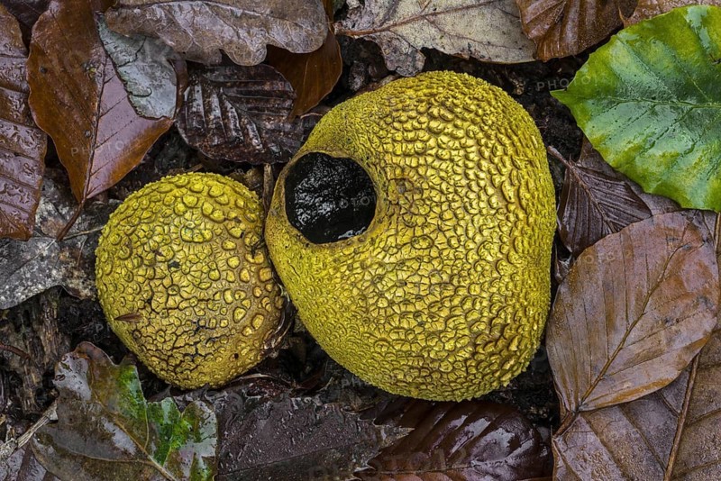 Common earthballs (Scleroderma citrinum), pigskin poison puffballs, common earth balls (Scleroderma aurantium) on the forest floor in autumn