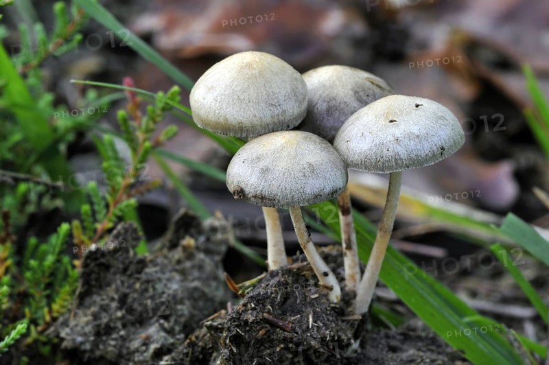 Dung roundhead, halfglobe mushroom, hemispheric stropharia (Protostropharia semiglobata) (Stropharia semiglobata) (Psilocybe semiglobata)
