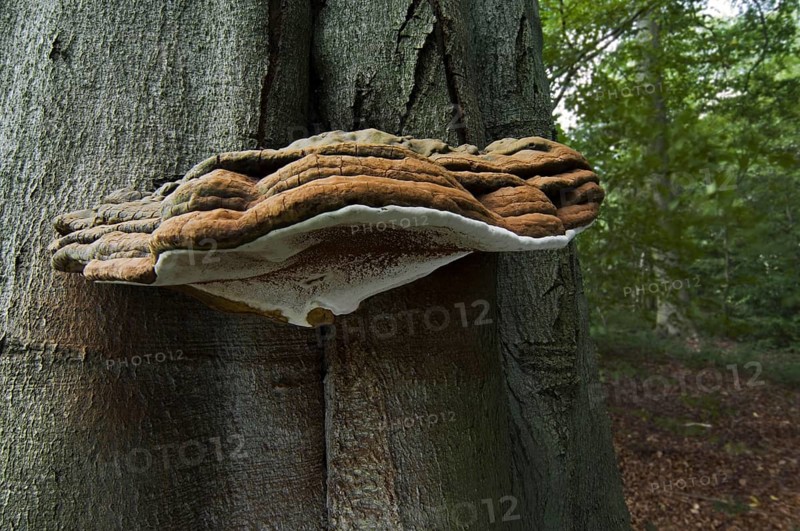 Artist's Bracket, Artist's Conk, Flacher Lackporling (Ganoderma applanatum) (Ganoderma lipsiense) (Boletus applanatus)