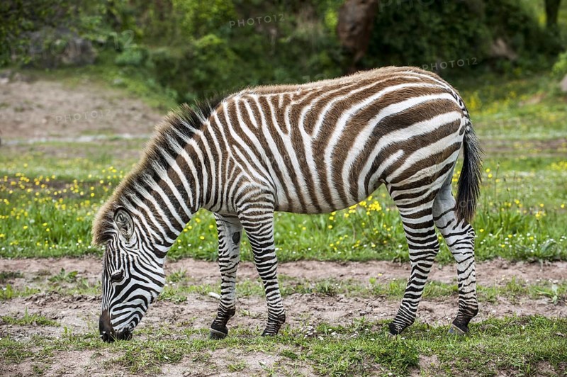 Burchell's zebra (Equus quagga burchellii) grazing grass, Cabarceno Natural Park, Penagos, Cantabria, Spain, Europe