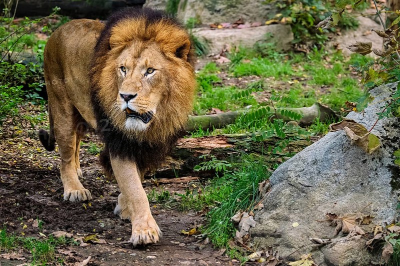 African Lion (Panthera Leo) in jungle forest