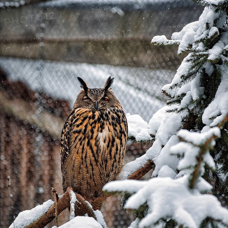 Long-eared owl (Asio otus) in snowy aviary, outdoor aviary, resting, captive, Neuhaus Wildlife Park in winter, Neuhaus im Solling, Solling-Vogler nature park Park, Lower Saxony, Germany, Europe
