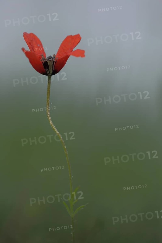 Summer pheasant's-eye (Adonis aestivalis) with stem, Adonis rose, red, bent, sow root, Karlstadt drylands, Karlstadt, Main, Lower Franconia, Franconia, Bavaria, Germany, Europe