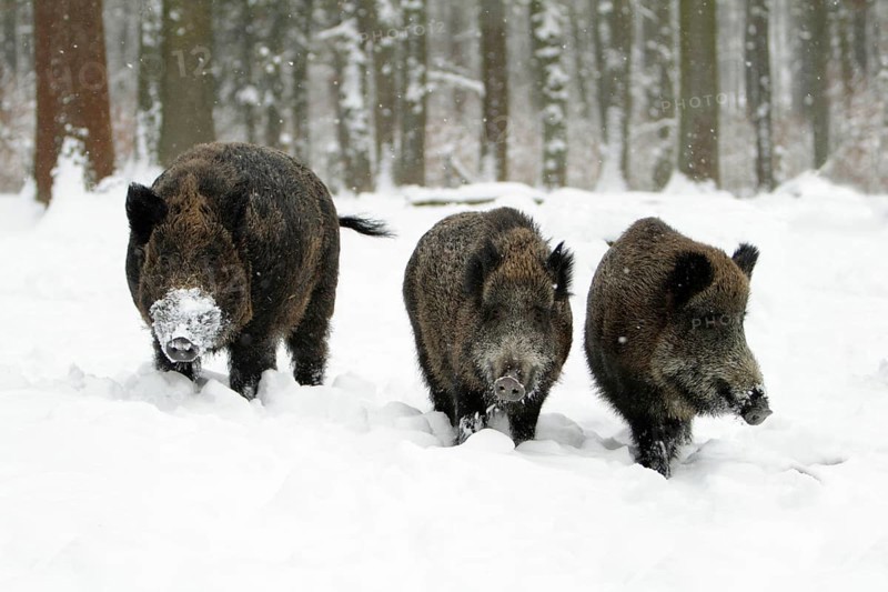 Wild Boars (Sus scrofa), male and females, Germany, Europe