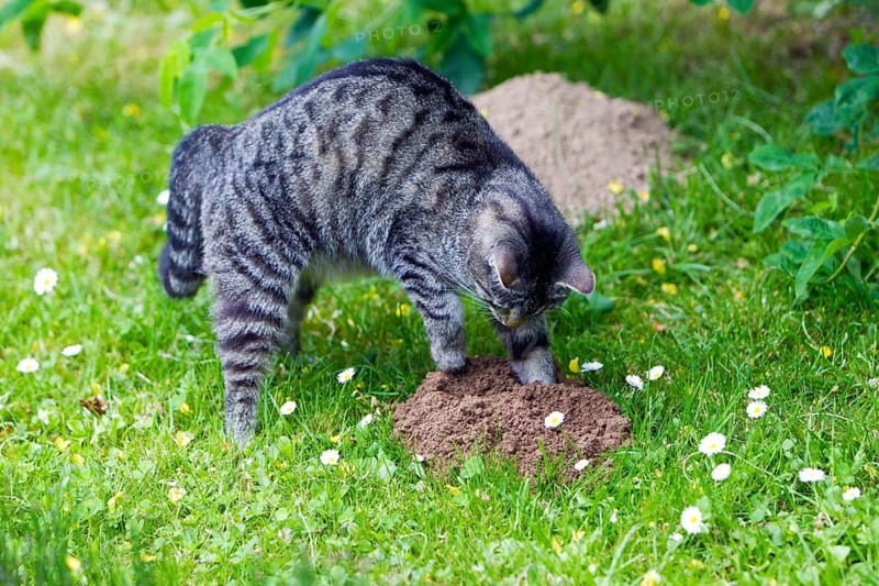 Domestic cat, digging on molehill, mackerel, molehill, digging, digging