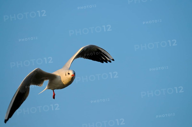 Black-headed Black-headed Black-headed Black-headed Black-headed Black-headed Black-headed Black-headed Black-headed Black-headed Gull, winter dress, Lower Rhine, North Rhine-Westphalia, Germany, Europe