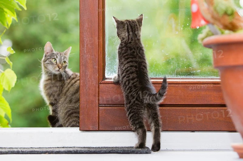Domestic cat, kitten looks through window to mother cat, tabby