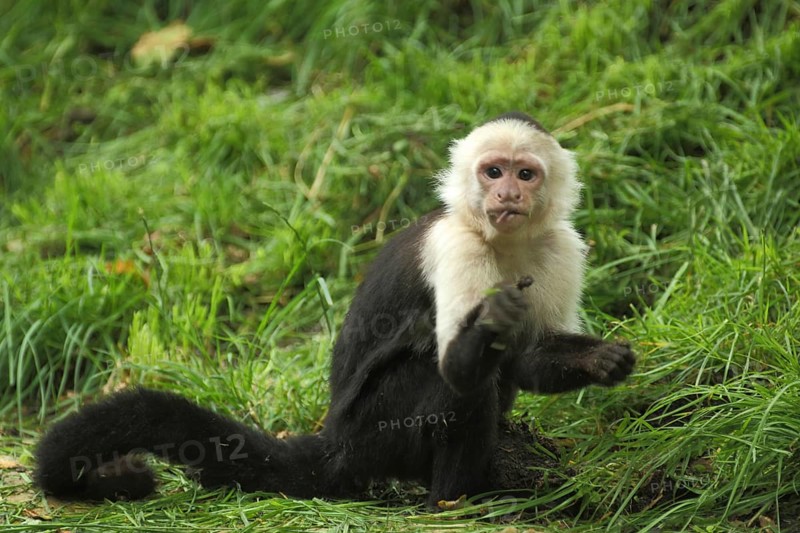 White-headed capuchin (Cebus capucinus), ground, sitting, capuchin monkeys, capuchin monkey, Cebus, capuchin-like, capuchins, Anthropoidae, New World monkeys (Platyrrhini), Cebidae, dry-nosed monkeys, monkey, primates, primate, gentleman animals, apes, dry-nosed monkey, primates, Haplorhini, mammal, animal, vertebrate, captive