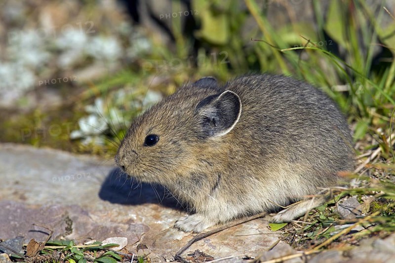 American pika (Ochotona princeps) native to alpine regions of Canada and western US, where its populations are falling victim to global climate change
