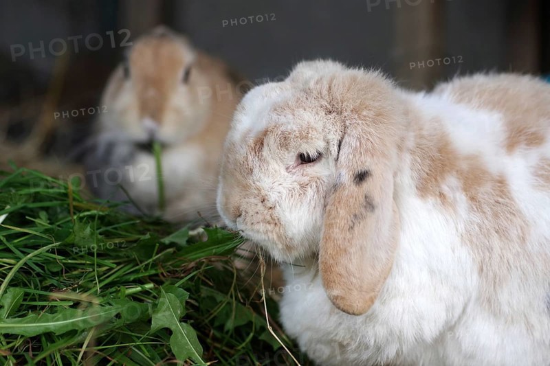 Rabbit (cuniculus), pet, two, portrait, ram rabbit, dwarf rabbit, grass, food, two domestic rabbits eating grass in enclosure
