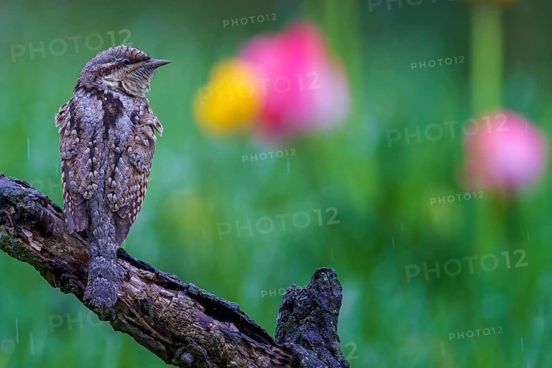 Eurasian wryneck (Jynx torquilla) on gnarled branch, foraging, in the rain, woodpecker, biosphere reserve flowering spring meadow, Middle Elbe, Saxony-Anhalt, Germany, Europe