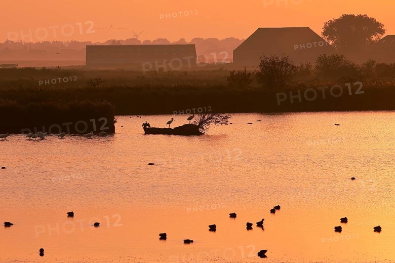 Hauener Pütte nature reserve in the early morning, Krummhörn, East Frisia, Lower Saxony, North Sea, Germany, Europe