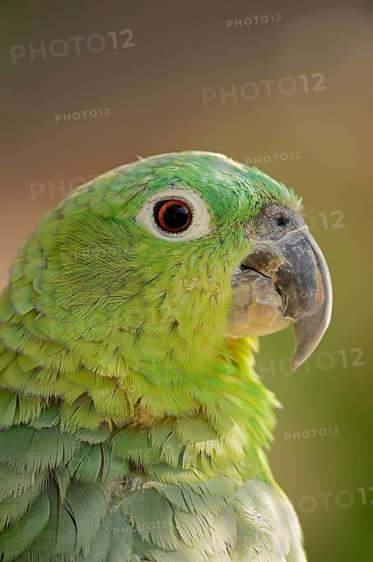 Salvadori's miller amazon (Amazona farinosa virenticeps), portrait, captive, occurrence in South America