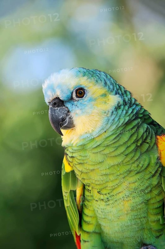 Blue-fronted Amazon (Amazona aestiva), portrait, captive, occurrence in South America