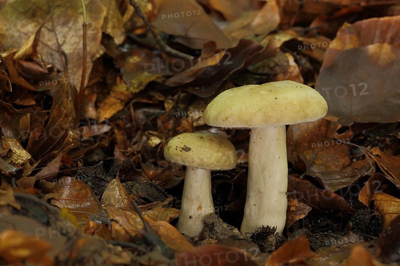 Grey-green milkling (Lactarius blennius), two, milkling (lactarius), russulaceae, brittle-leaved, russulales, stand mushroom, mushroom, Bremthal, Eppstein, Taunus, Hesse, Germany, Europe