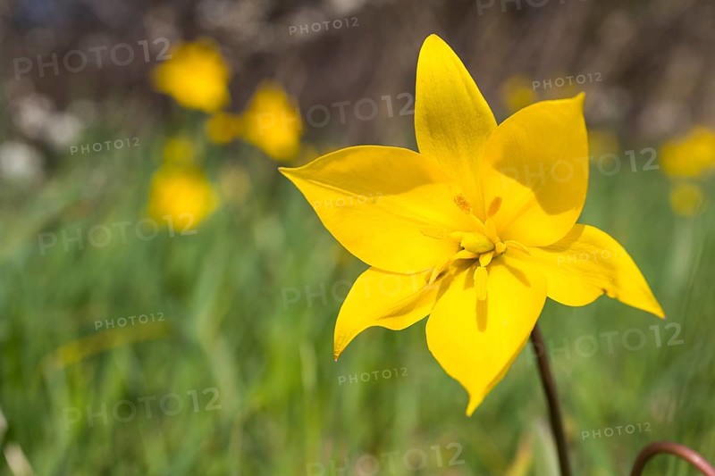 Wild tulip (Tulipa sylvestris) in flower, Saxony, Germany, Europe