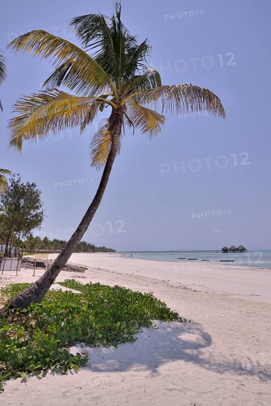 Palm tree on Dongwe Beach, Dongwe, Zanzibar, Tanzania, Africa