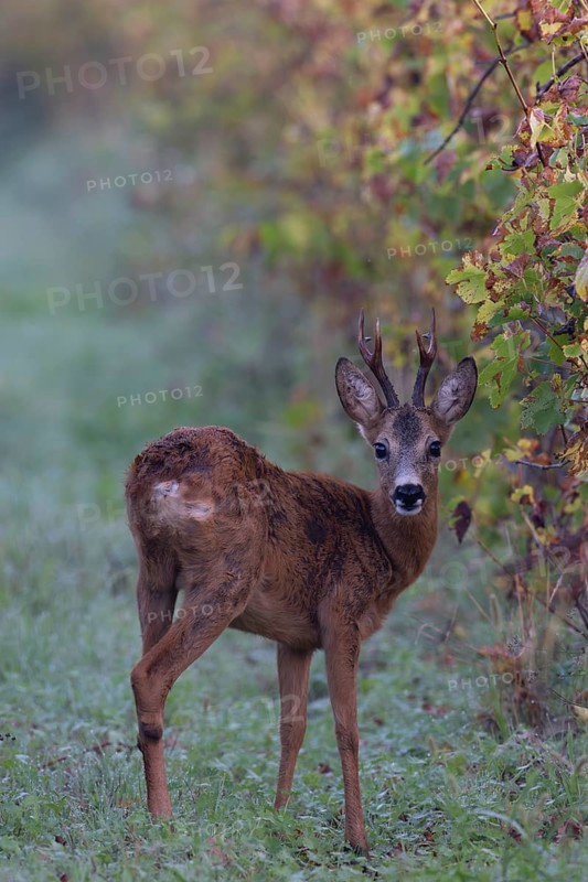 European roe deer (Capreolus capreolus) in autumn leaves, Wittlich, Rhineland-Palatinate, Germany, Europe