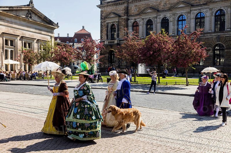 Return of the oranges from their winter quarters to the Dresden Zwinger