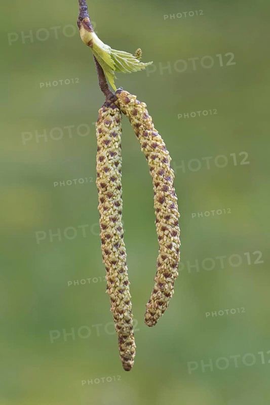 Silver birch, warty birch, European white birch (Betula pendula) (Betula verrucosa) close-up of male catkins in spring