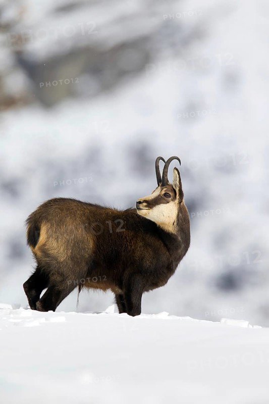 Chamois (Rupicapra rupicapra) buck in the snow in winter, Gran Paradiso National Park, Italian Alps, Italy, Europe