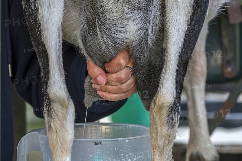 Farmer hand milking goat by massaging and pulling down on the teats of the udder, squirting the milk into a pitcher
