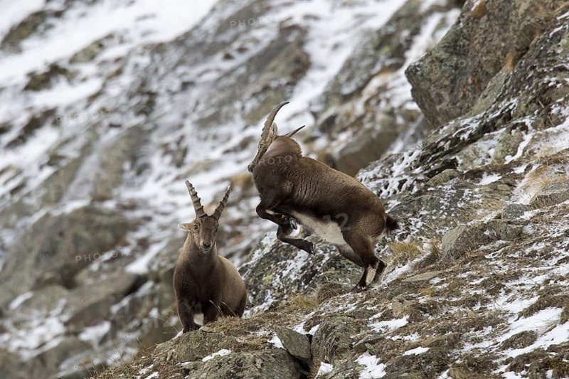 Two young Alpine ibex (Capra ibex) males fighting on mountain slope during the rut in winter, Gran Paradiso National Park, Italian Alps, Italy, Europe