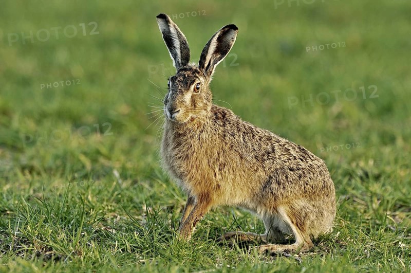 European hare (Lepus europaeus), brown hare sitting in meadow, the Netherlands