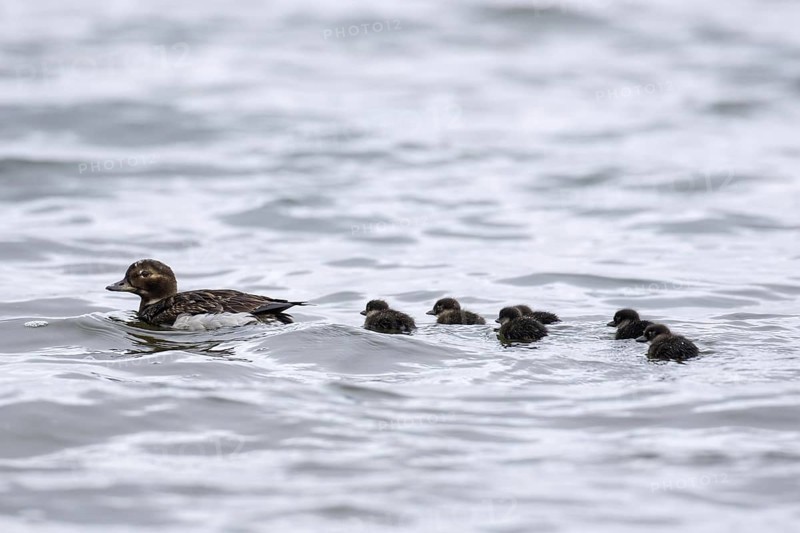 Long-tailed duck (Clangula hyemalis) female swimming in sea with ducklings in summer, Iceland, Europe